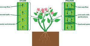 XYLEM AND PHLOEM- TRANSPORT IN PLANTS