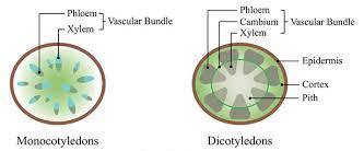 XYLEM AND PHLOEM- TRANSPORT IN PLANTS