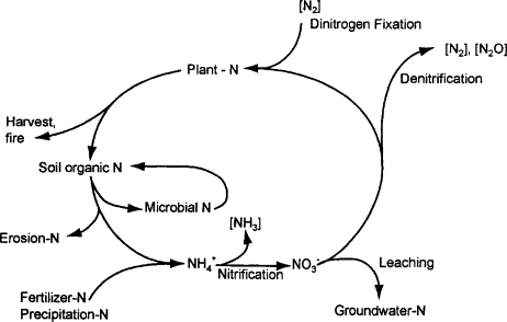 Nitrogen cycle