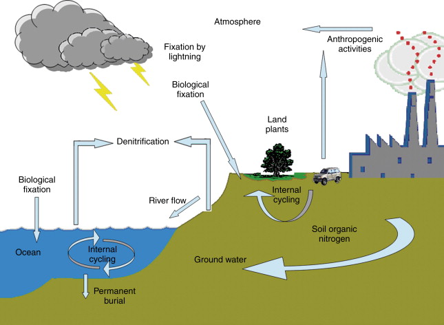 Nitrogen cycle