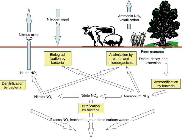 Nitrogen cycle