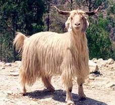 breed of sheep and goat