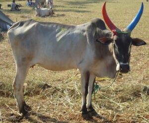 Breed of cattle and buffalo