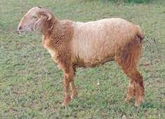 Breed of sheep and goat