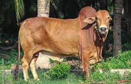 Breed of cattle and buffalo