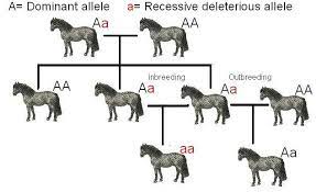 Heterosis and Inbreeding Depression