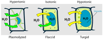 Turgor pressure and turgidity