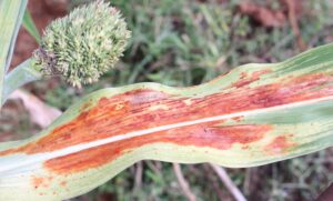 sorghum disease