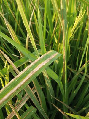 RICE DISEASE- SYMPTOMS & MANAGEMENT - Agriculture Wale