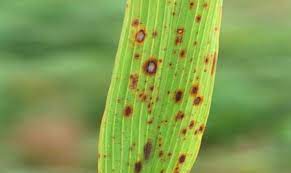 Rice diseases