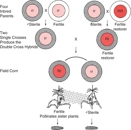 cytoplasmic male sterility