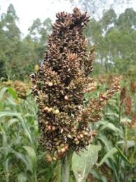 sorghum disease