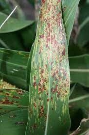 sorghum disease