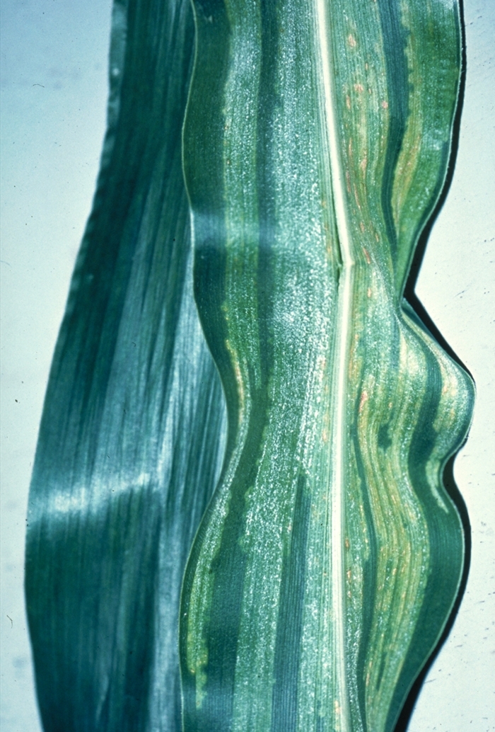 MAIZE DISEASES SYMPTOMS & CONTROL Agriculture Wale