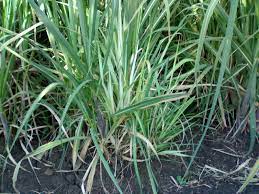 sugarcane diseases