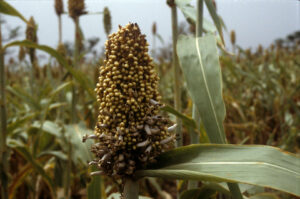 sorghum disease