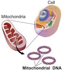 cytoplasmic inheritance