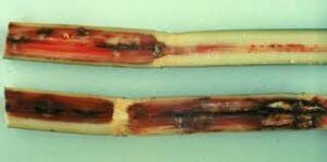 Sugarcane diseases