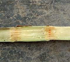 sugarcane diseases