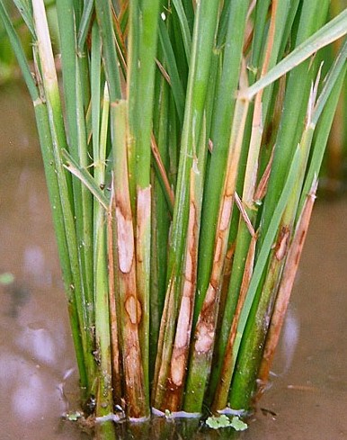 RICE DISEASE- SYMPTOMS & MANAGEMENT - Agriculture Wale