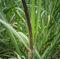 sugarcane diseases