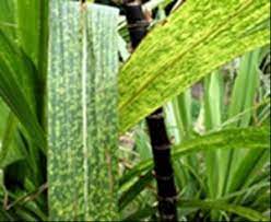 sugarcane diseases