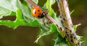 biological control