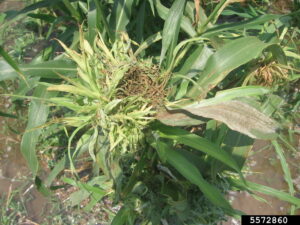 PEARL MILLET (BAJRA) DISEASE