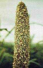 PEARL MILLET (BAJRA) DISEASE