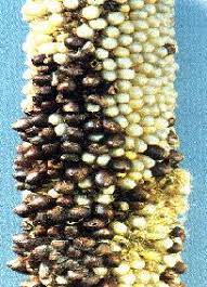 PEARL MILLET (BAJRA) DISEASE