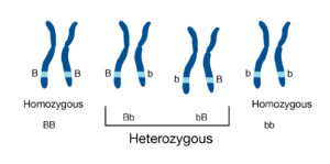 homozygous and heterozygous