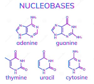 Nucleoside and Nucleotide
