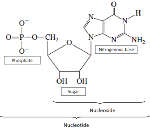 Nucleosides and Nucleotides