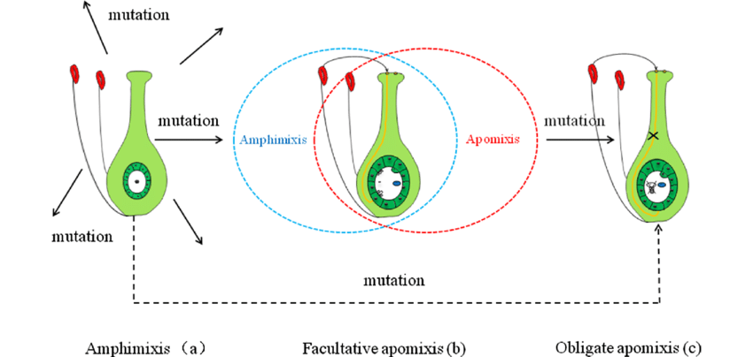 APOMIXIS, POLYEMBRYONY AND PARTHENOCERPY