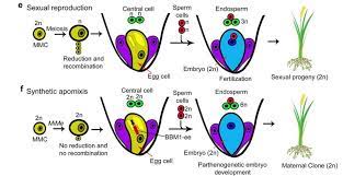 APOMIXIS, POLYEMBRYONY AND PARTHENOCERPY