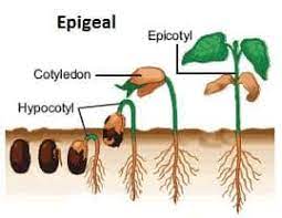 EPIGEAL AND HPOGEAL GERMINATION