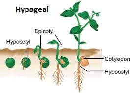 EPIGEAL AND HPOGEAL GERMINATION