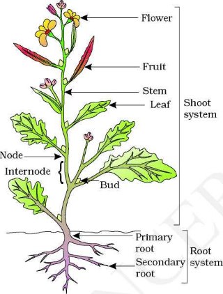 DIFFERENCE BETWEEN SHOOT AND STEM 