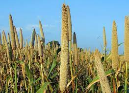 Millets- Cultivation, Production & Nutrition