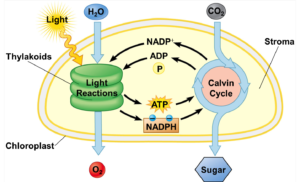 Photosynthesis