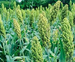 Millets- Cultivation, Production & Nutrition