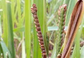 Millets- Cultivation, Production & Nutrition