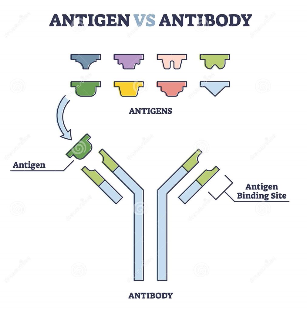 Antigen and Antibody