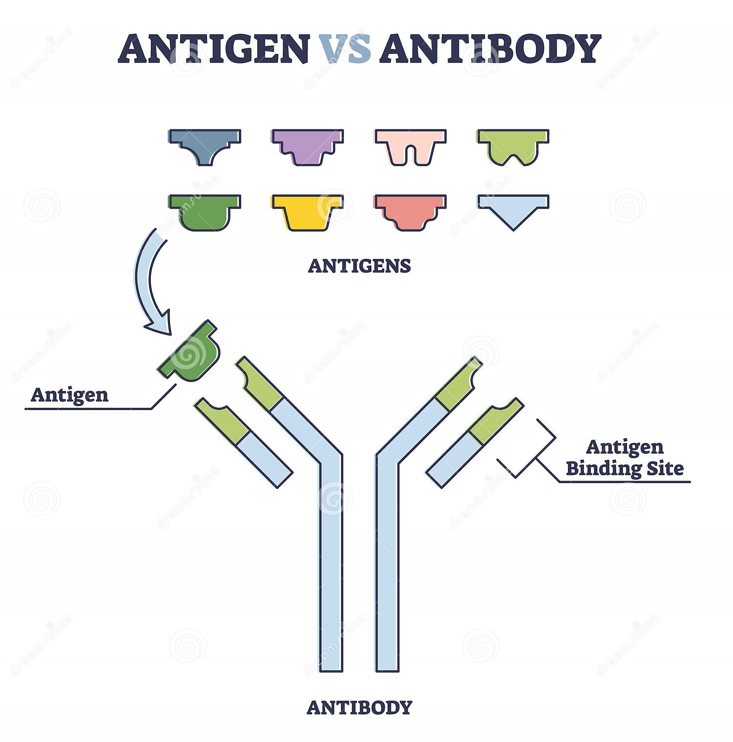 Antigen and Antibody Agriculture Wale