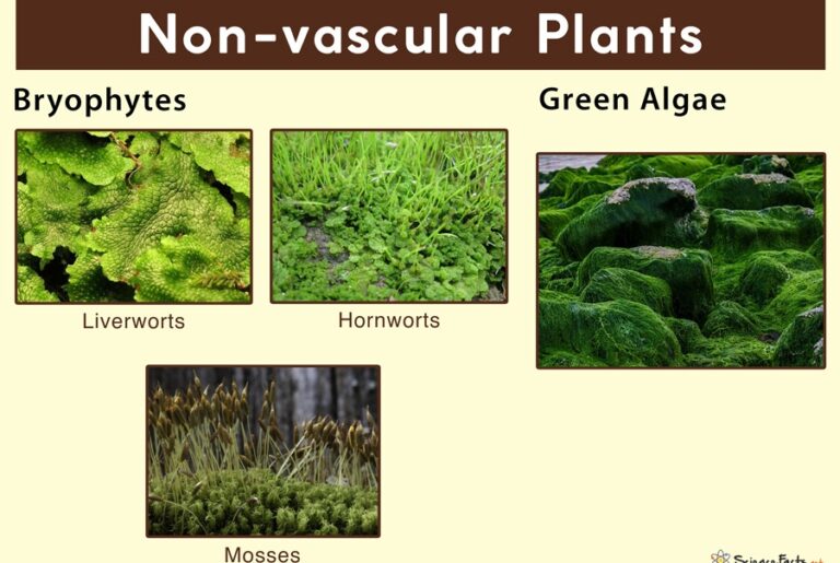 Vascular and NonVascular Plants Agriculture Wale