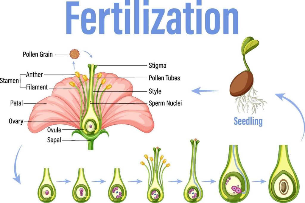 Fertilization in plants