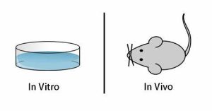 In vivo and In vitro techniques
