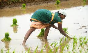 Rice cultivation