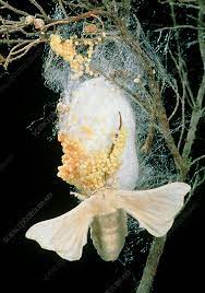 Sericulture Silk moth