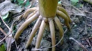 Plant root system